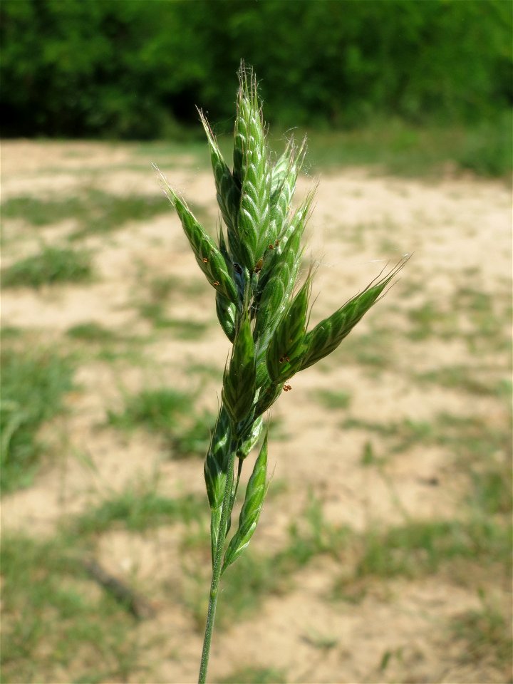 Weiche Trespe (Bromus hordeaceus) im Naturschutzgebiet „St. Arnualer Wiesen“