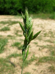 Weiche Trespe (Bromus hordeaceus) im Naturschutzgebiet „St. Arnualer Wiesen“