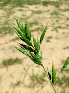 Weiche Trespe (Bromus hordeaceus) im Naturschutzgebiet „St. Arnualer Wiesen“