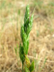 Weiche Trespe (Bromus hordeaceus) am Bahnhof Landstuhl