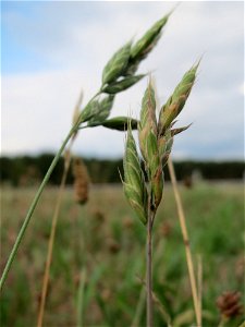 Weiche Trespe (Bromus hordeaceus) auf einer Parkplatzwiese in Hockenheim