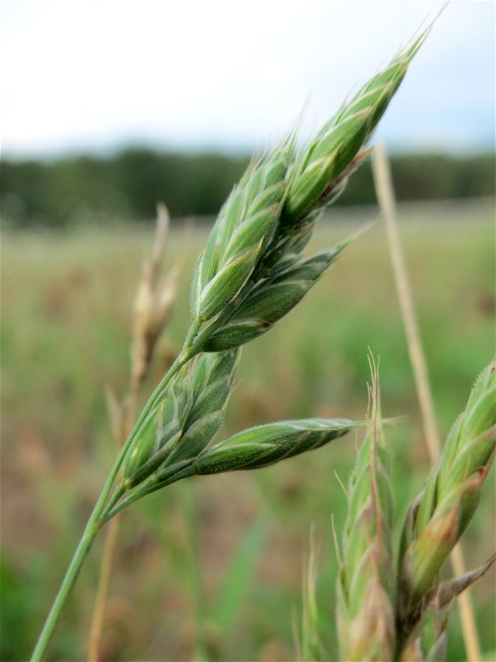 Weiche Trespe (Bromus hordeaceus) auf einer Parkplatzwiese in Hockenheim