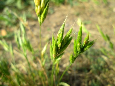 Weiche Trespe (Bromus hordeaceus) auf einer Parkplatzwiese in Hockenheim