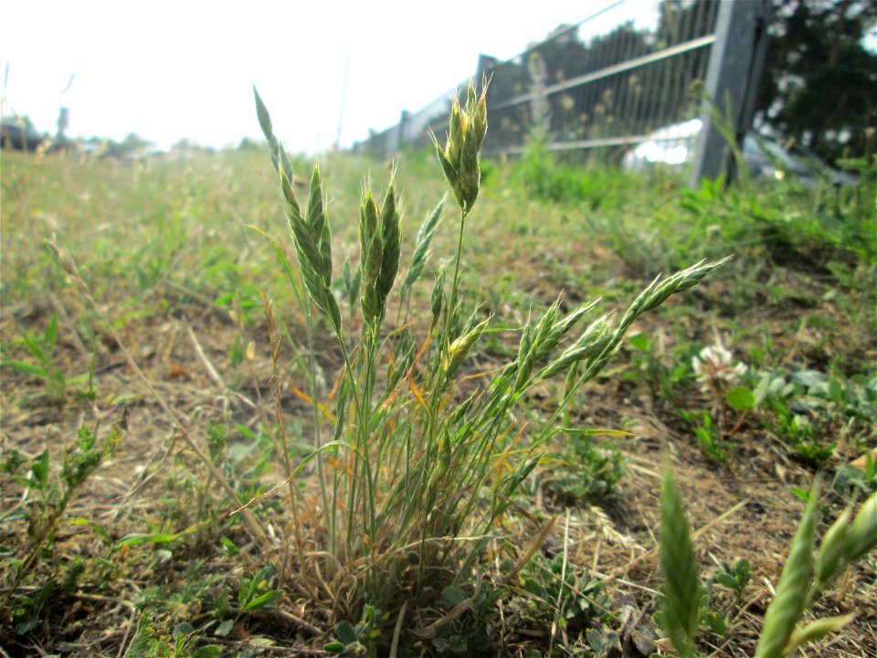Weiche Trespe (Bromus hordeaceus) auf einer Parkplatzwiese in Hockenheim