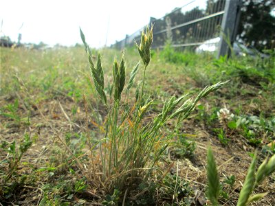 Weiche Trespe (Bromus hordeaceus) auf einer Parkplatzwiese in Hockenheim