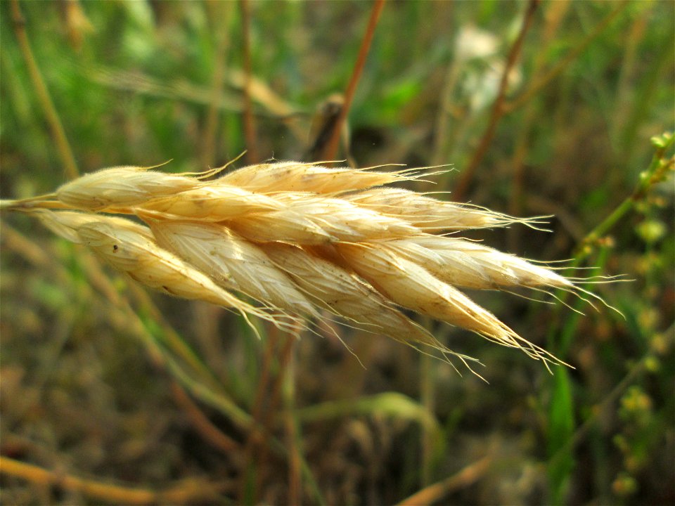 Weiche Trespe (Bromus hordeaceus) auf einer Parkplatzwiese in Hockenheim