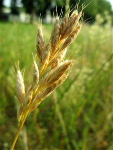 Weiche Trespe (Bromus hordeaceus) auf einer Parkplatzwiese in Hockenheim