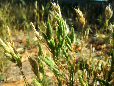 Weiche Trespe (Bromus hordeaceus) an einer Brückenauffahrt bei Reilingen