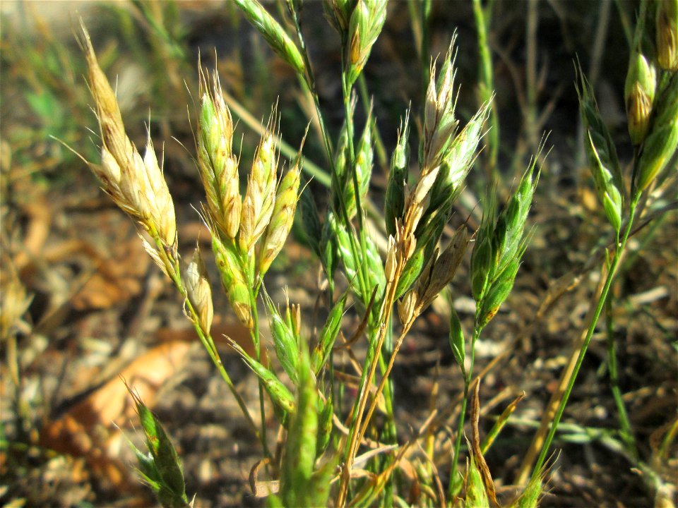 Weiche Trespe (Bromus hordeaceus) an einer Brückenauffahrt bei Reilingen