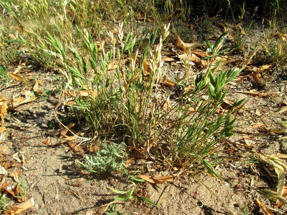 Weiche Trespe (Bromus hordeaceus) an einer Brückenauffahrt bei Reilingen