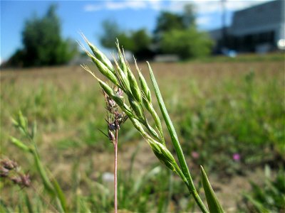 Weiche Trespe (Bromus hordeaceus) auf einer Parkplatz-Wiese in Hockenheim