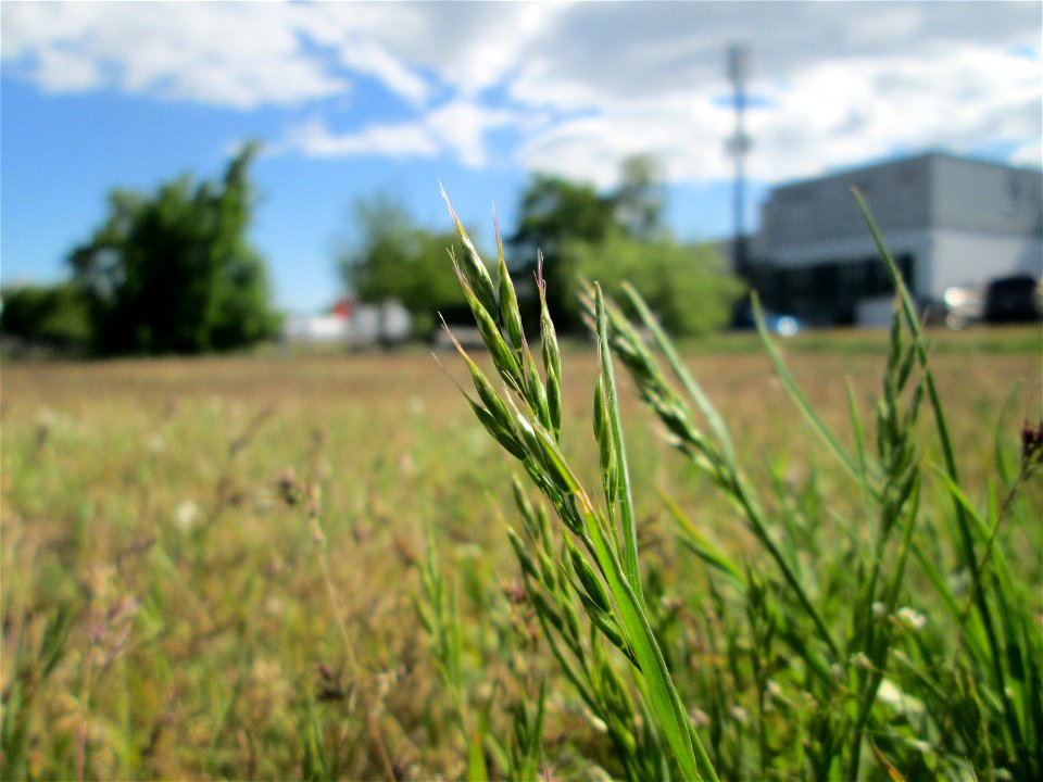 Weiche Trespe (Bromus hordeaceus) auf einer Parkplatz-Wiese in Hockenheim