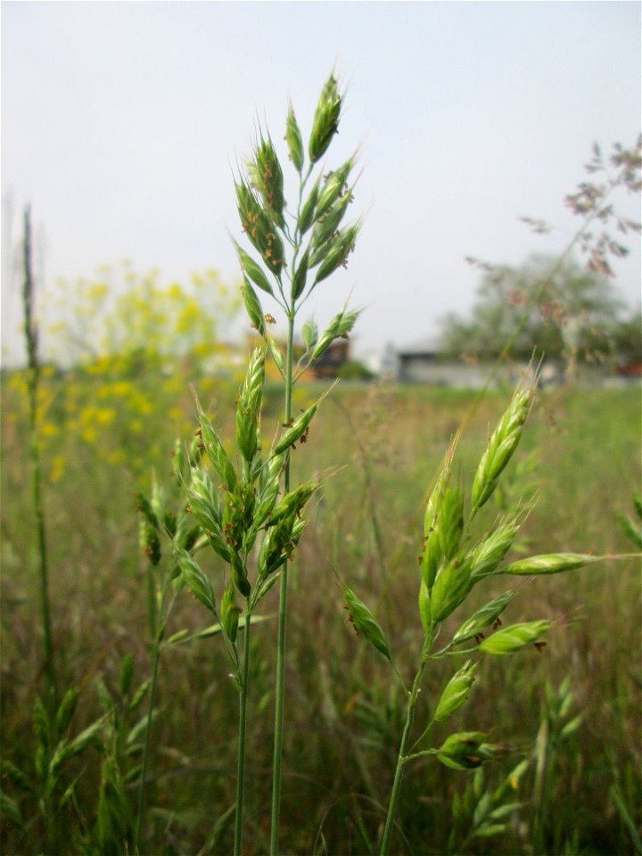 Weiche Trespe (Bromus hordeaceus) am Hochwasserrückhaltebecken im Naturschutzgebiet „Bachwiesen/Leopoldswiesen“ im Hockenheimer Rheinbogen