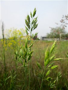 Weiche Trespe (Bromus hordeaceus) am Hochwasserrückhaltebecken im Naturschutzgebiet „Bachwiesen/Leopoldswiesen“ im Hockenheimer Rheinbogen
