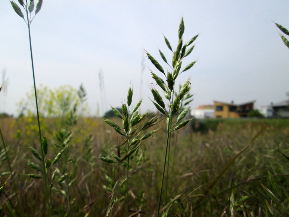 Weiche Trespe (Bromus hordeaceus) am Hochwasserrückhaltebecken im Naturschutzgebiet „Bachwiesen/Leopoldswiesen“ im Hockenheimer Rheinbogen