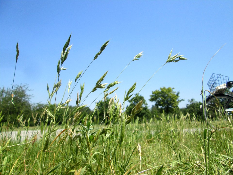 Weiche Trespe (Bromus hordeaceus) an einer Parkplatzwiese in in Hockenheim