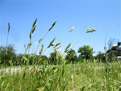Weiche Trespe (Bromus hordeaceus) an einer Parkplatzwiese in in Hockenheim