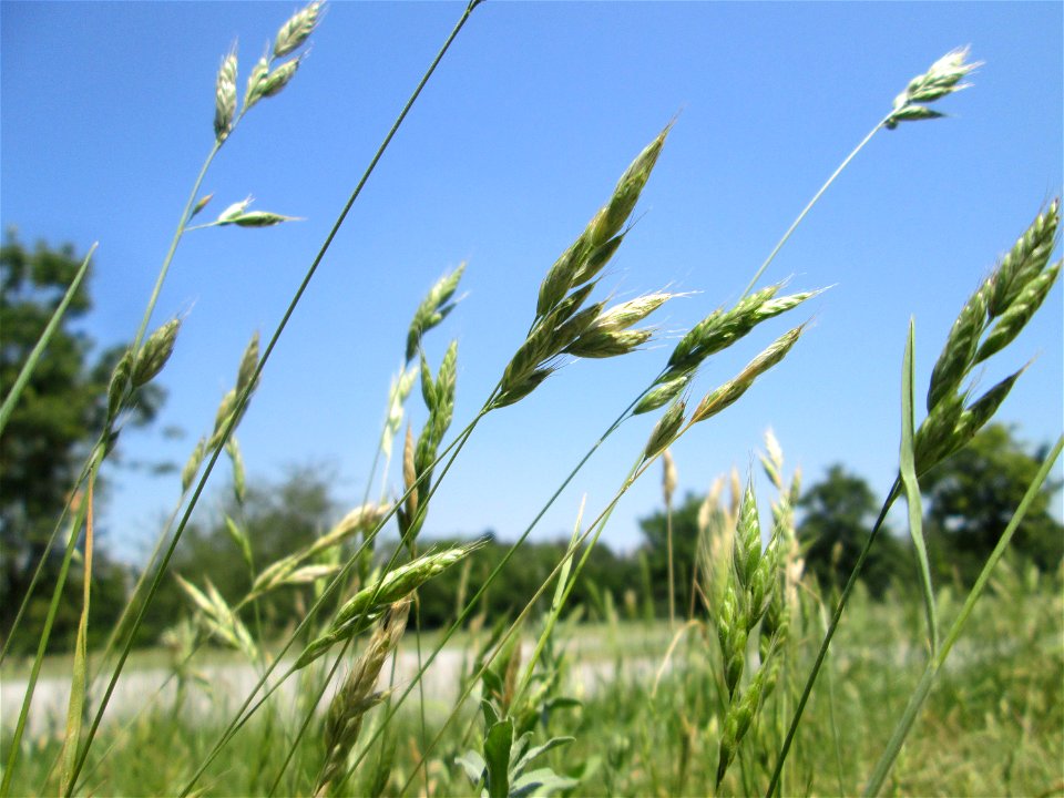 Weiche Trespe (Bromus hordeaceus) an einer Parkplatzwiese in in Hockenheim