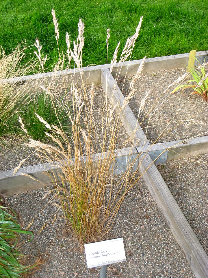 Bromus hordeaceus - Oslo botanical garden, Oslo, Norway.