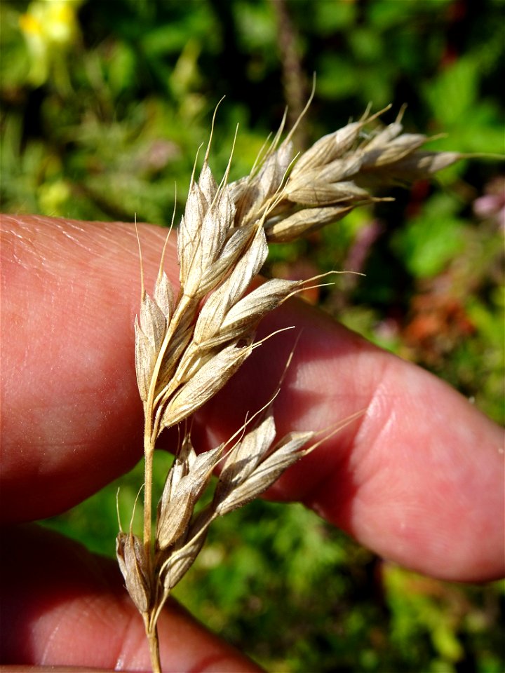 common soft brome (Bromus hordeaceus)