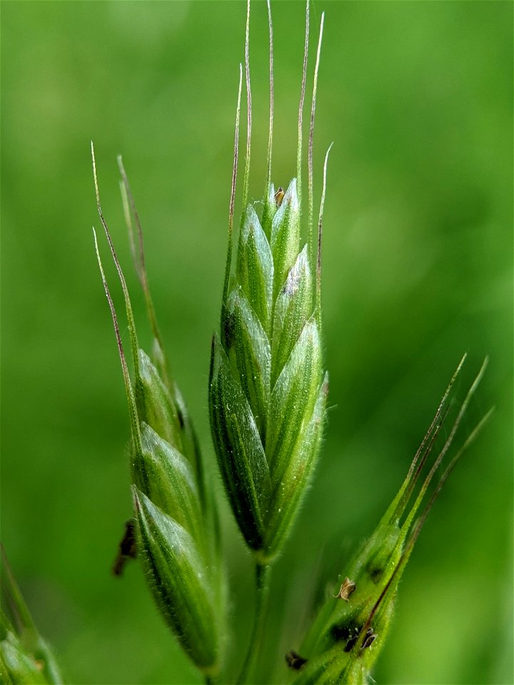 common soft brome (Bromus hordeaceus)