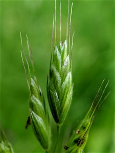 common soft brome (Bromus hordeaceus)
