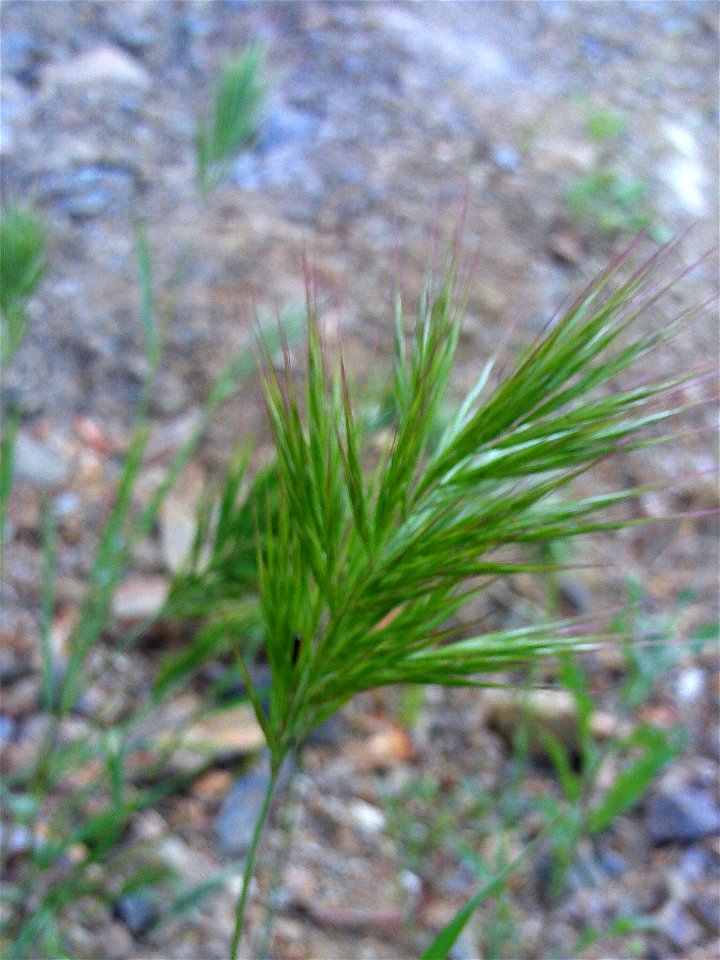 Bromus hordeaceus spikes close up, Dehesa Boyal de Puertollano, Spain