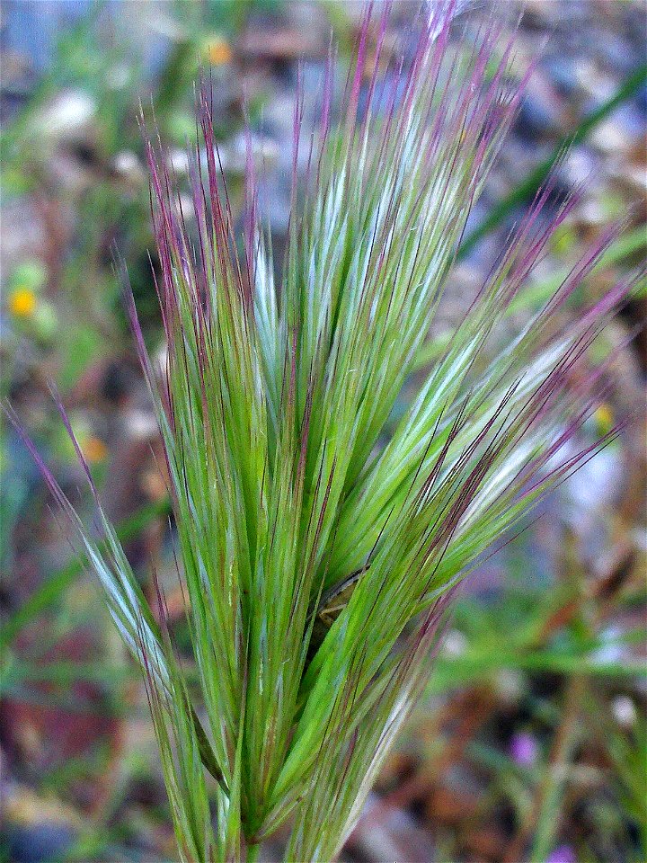 Bromus hordeaceus spikes close up, Dehesa Boyal de Puertollano, Spain