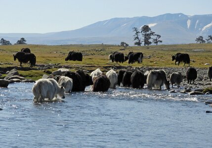 Alpine meadow cattle mountains