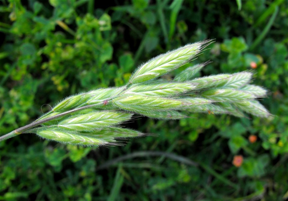 Bromus hordeaceus in a weedy area at Lake Poway, Poway, California, USA.