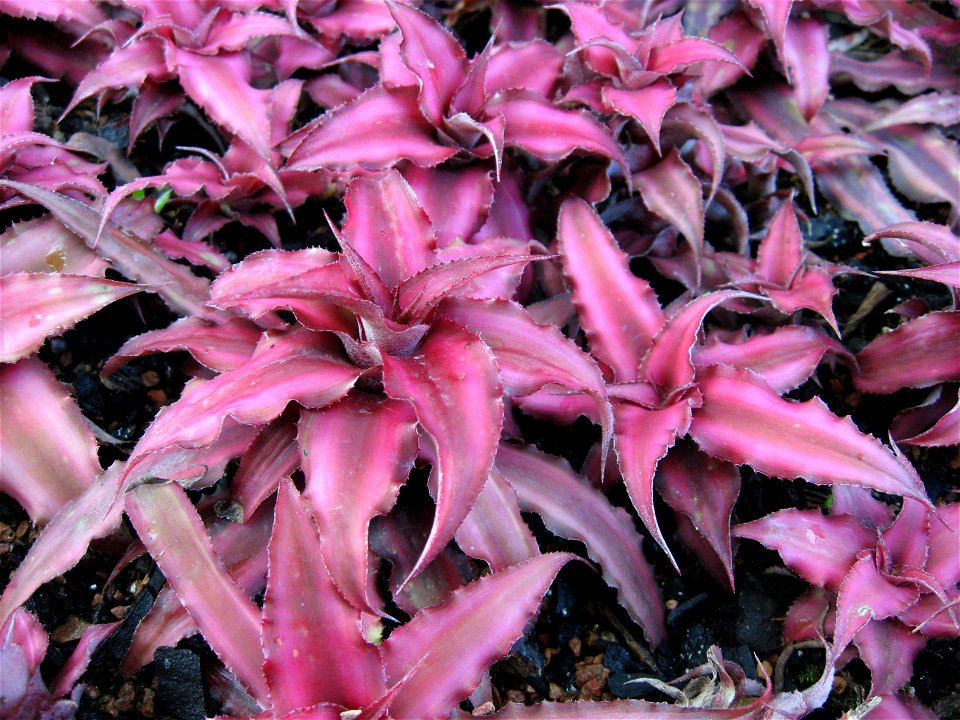 A picture of Cryptanthus bivittatus.