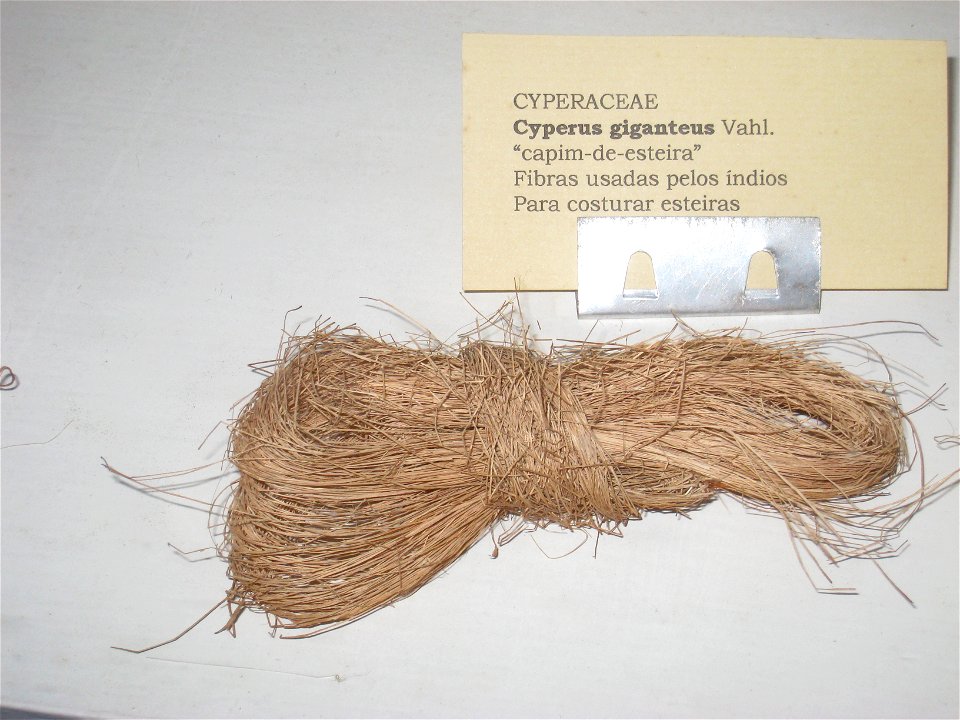Cyperus giganteus specimen in the Museu Botânico Dr. João Barbosa Rodrigues, Jardim Botânico de São Paulo, São Paulo City, SP, Brazil.