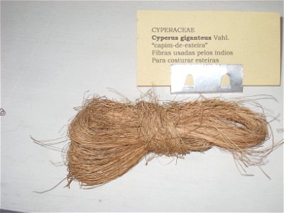 Cyperus giganteus specimen in the Museu Botânico Dr. João Barbosa Rodrigues, Jardim Botânico de São Paulo, São Paulo City, SP, Brazil.
