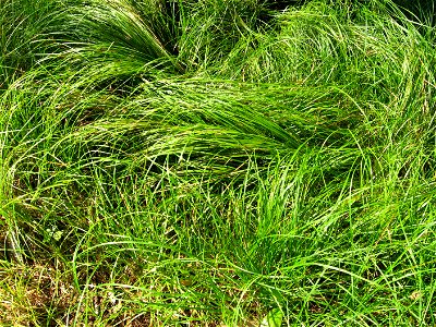 A picture of Carex pensylvanica.