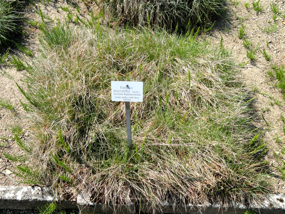 Koeleria macrantha specimen in the Botanischer Garten München-Nymphenburg, Munich, Germany.