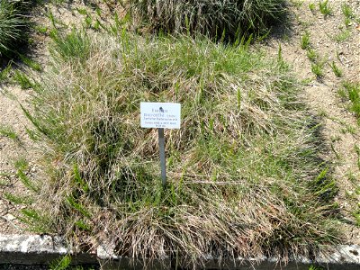 Koeleria macrantha specimen in the Botanischer Garten München-Nymphenburg, Munich, Germany.