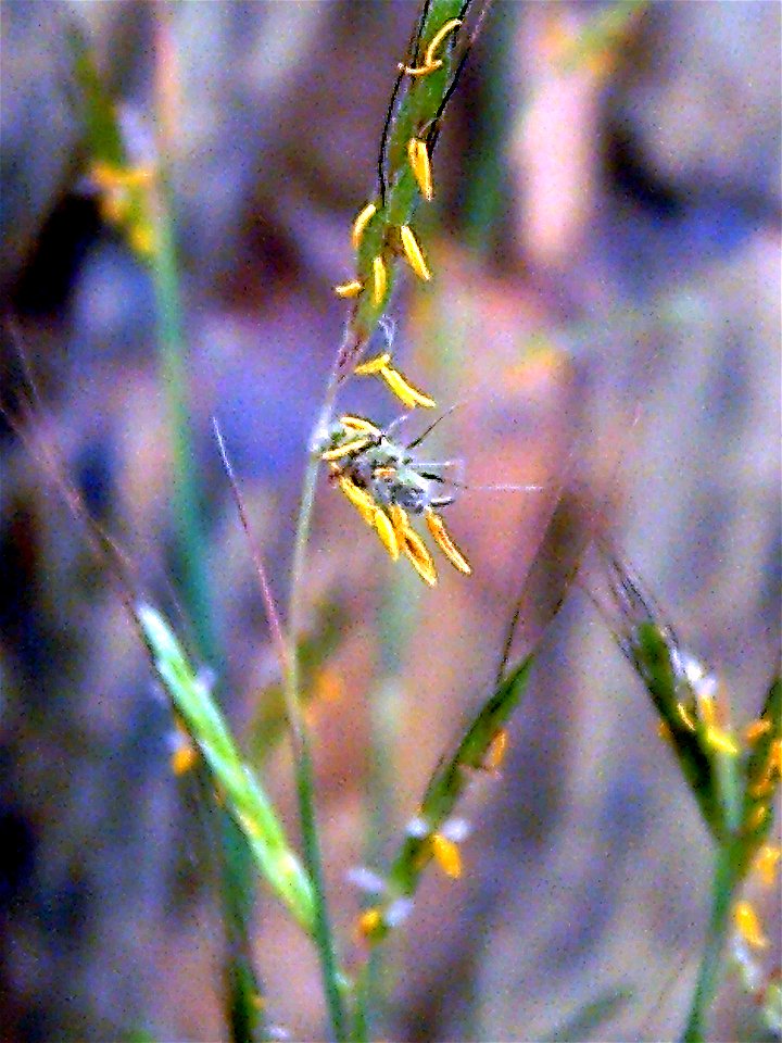 Hyparrhenia hirta flowers close up, Mestanza, Valle de Alcudia, Spain