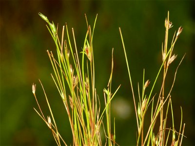 Toad rush (Juncus bufonius)
