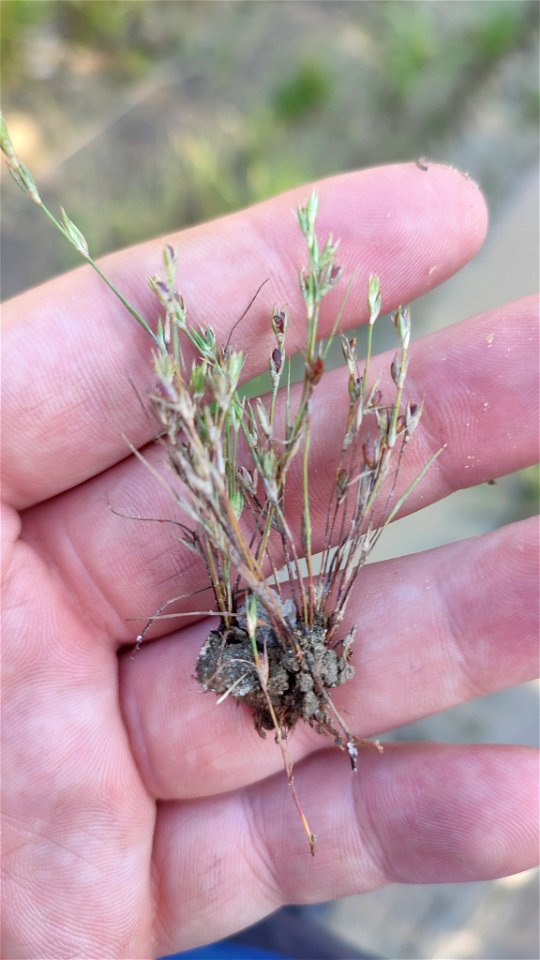 Toad rush (Juncus bufonius)