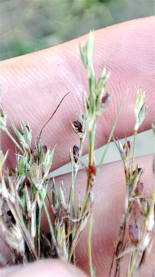 Toad rush (Juncus bufonius)