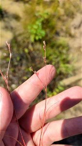 Toad rush (Juncus bufonius)