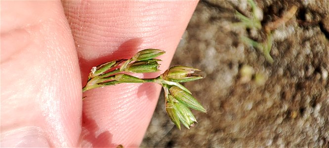 Toad rush (Juncus bufonius)