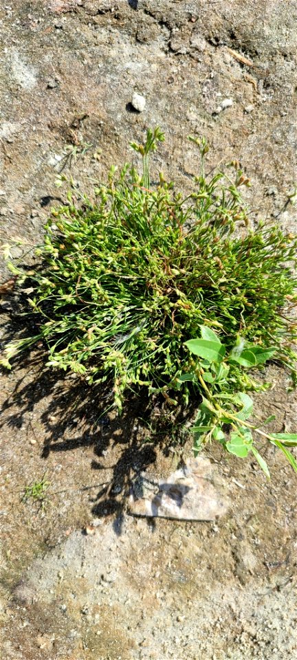 Toad rush (Juncus bufonius)