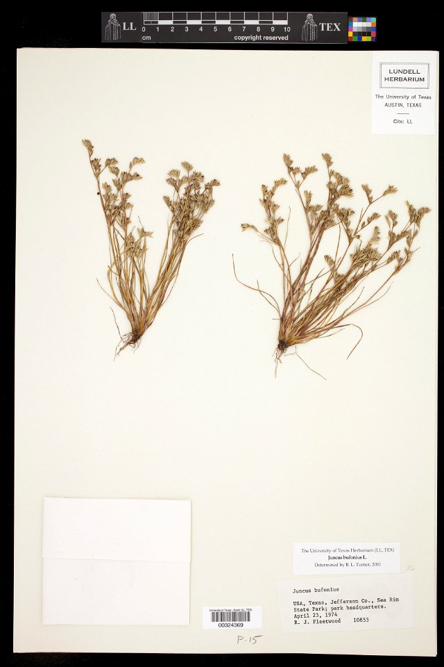 Juncus bufonius