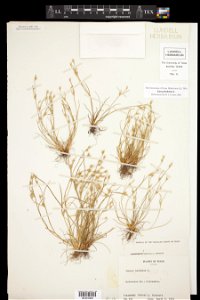 Juncus bufonius