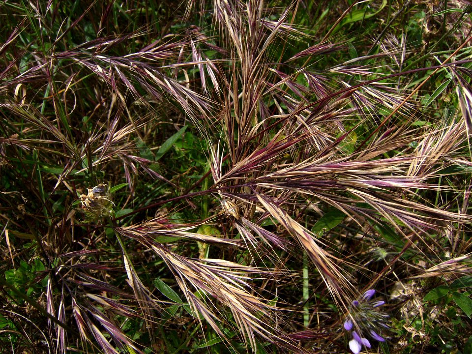 Bromus madritensis, Castelltallat, catalonia