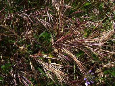 Bromus madritensis, Castelltallat, catalonia