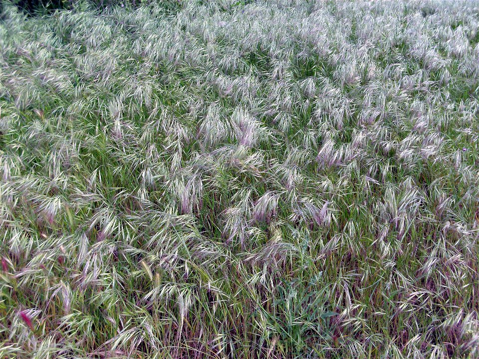 Bromus madritensis habit Campo de Calatrava, Spain