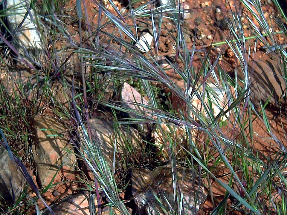 Bromus madritensis Inflorescence Close up, Campo de Calatrava, Spain