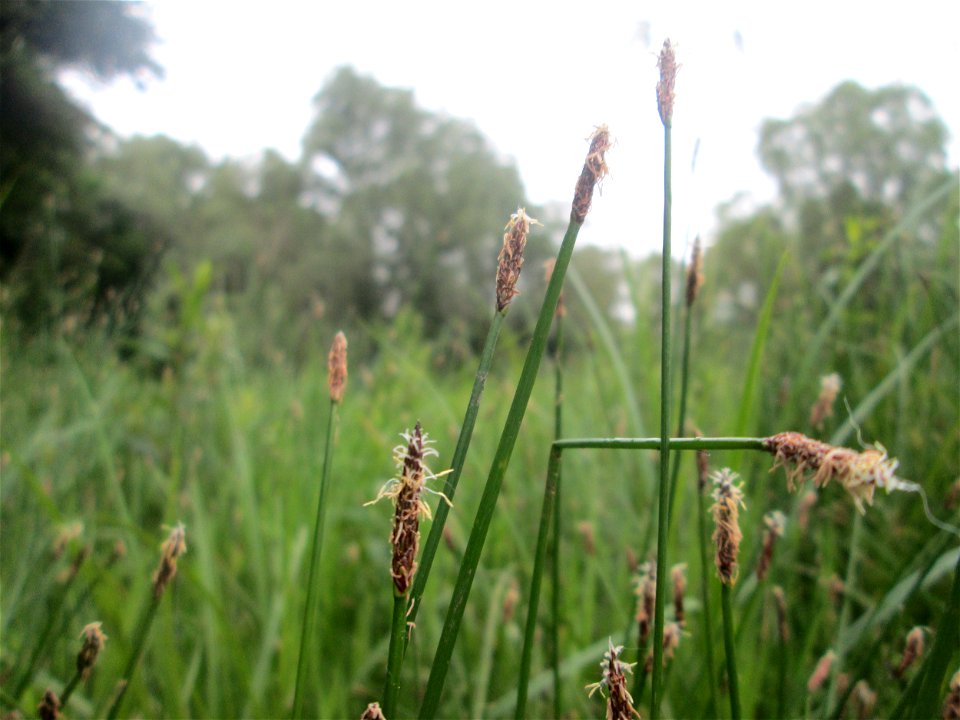 Gewöhnliche Sumpfbinse (Eleocharis palustris) im Naturschutzgebiet „St. Arnualer Wiesen“